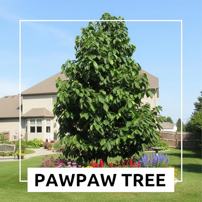 Paw Paw Tree Seeds for Planting | 6 Seeds | Edible Fruit Tree, Made in USA | Fun and Easy to Grow Your Own Food, Exotic Pawpaw Tree Seeds