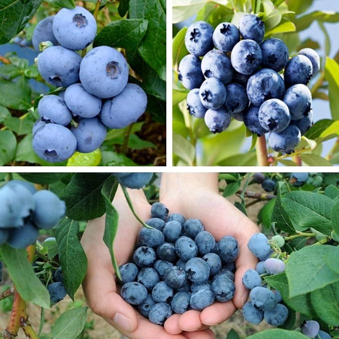 500pcs Heirloom Blueberry Seeds – Delicious, Nutrient-Dense Berries Friut| Perennial, Ideal for Pots or Raised Beds
