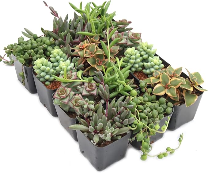 Mountain Crest Gardens Trailing & Strings Succulent Pack - 12 Live Plants in 2 Inch Pots - Real Succulents for Hanging Planters, Home Decor, and DIY Arrangements