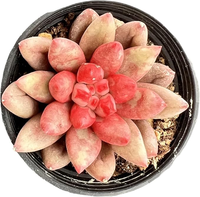 Sprout N Green Echeveria Goldfish, Rare Live Succulent Plant Fully Rooted in 2" Planter with Soil, Home Office Indoor Outdoor Wedding Decoration DIY Projects Party Favor