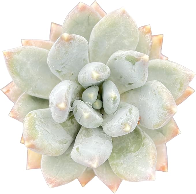 Sprout N Green Pachyphytum 'Moon Silver', 1 Live Succulent Plant Fully Rooted in 2" Pot, House Plant for Indoor Outdoor Home Office Wedding Decoration DIY Project Party Favor