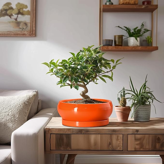 EPFamily Bonsai Pots 8 Inch - Ceramic Succulent Planter with Drainage Hole and Saucer, Shallow Plant Pot Indoor Outdoor, Round Bowl Planter, Bonsai Tree Pots, Table Decor, Plant Lover Gift, Orange