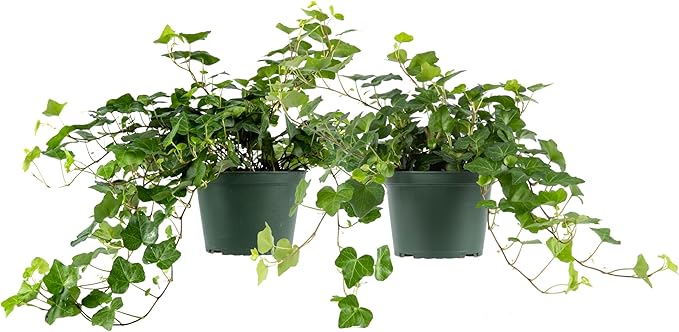 American Plant Exchange English Ivy – Live 6-Inch 2-Pack, Fast-Growing Air-Purifying Vine, Easy-Care Indoor & Outdoor Houseplant for Hanging Baskets, Walls & Home or Office Décor