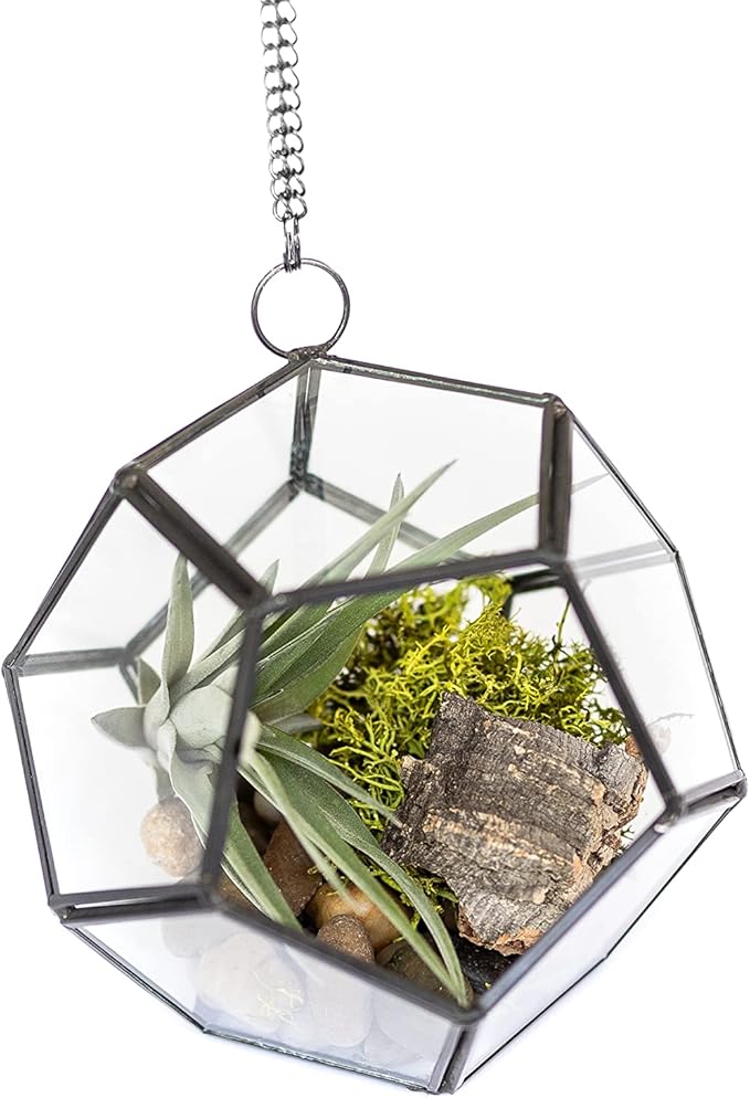 DIY Terrarium Kit with Air Plants - Air Plant Tillandsia Holder - Live Tillandsia Succulent House Plant - Wholesale and Bulk - Home and Garden Decor - Easy Care Indoor and Outdoor Plant (Diamond)