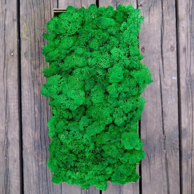 prefleur Preserved Reindeer Moss Natural Green DIY Kit Gardenning Art Wall Decor Florist Decor Easter Table Decor Wedding