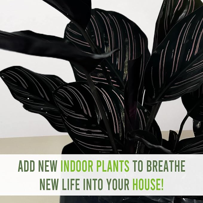 LEAL PLANTS ECUADOR Calathea Ornata Sanderiana (Pack of 2)| Elegant Pinstripe Prayer Plant for Indoor Natural Décor | Pink Striped Foliage | Lush Pet-Friendly Indoor Plants Home, Office & Gift