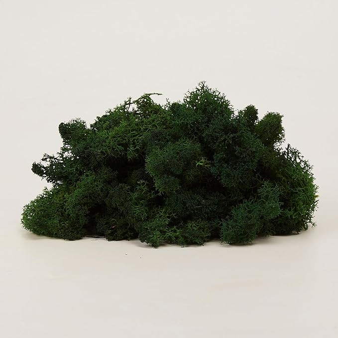 prefleur Preserved Reindeer Moss Natural Green DIY Kit Gardenning Art Wall Decor Florist Decor Easter Table Decor Wedding