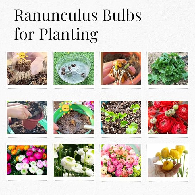 30 Ranunculus Bulbs for Planting, Multicolor Ranunculus Flower Bulbs, Ranunculus Corms
