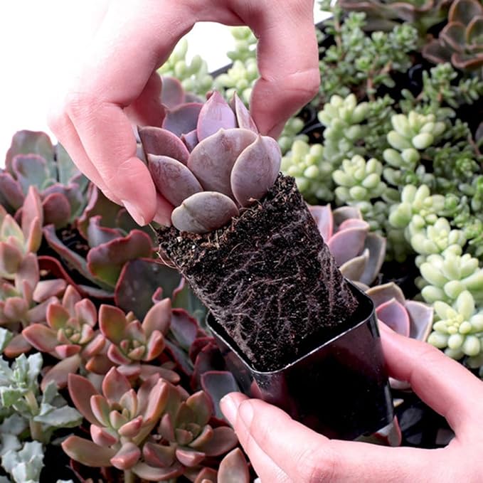 Mountain Crest Gardens Sweetheart Succulent Variety Pack - 6 Live Plants in 2 Inch Pots, Rosette, Trailing & Upright Types - Real Succulents for Indoor Display, DIY Projects, Thoughtful Gifts
