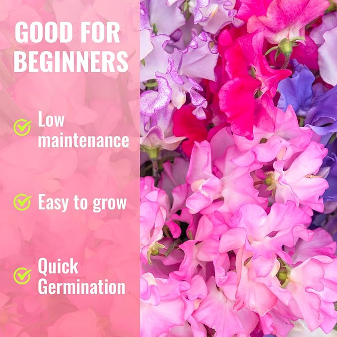 Sweet Pea Seeds 200 Seeds - Non-GMO Heirloom Organic Seeds Brightly Colored Flowering Vines for Pergolas, Flower Beds, Balconies and Patios