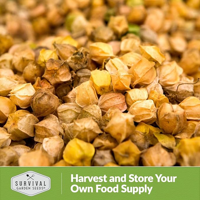 Ground Cherry Seeds for Planting – High Yield Heirloom Cape Gooseberry with Sweet Golden Fruit in Papery Husks, Non-GMO Golden Berry Garden Favorite - Survival Garden Seeds (1 Pack)