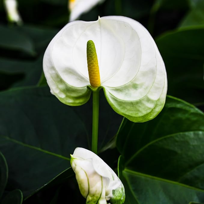 Green Circle Growers 5" White Anthurium in 5" Hollywood-Pink Pot, Live Indoor Plants, House Plant