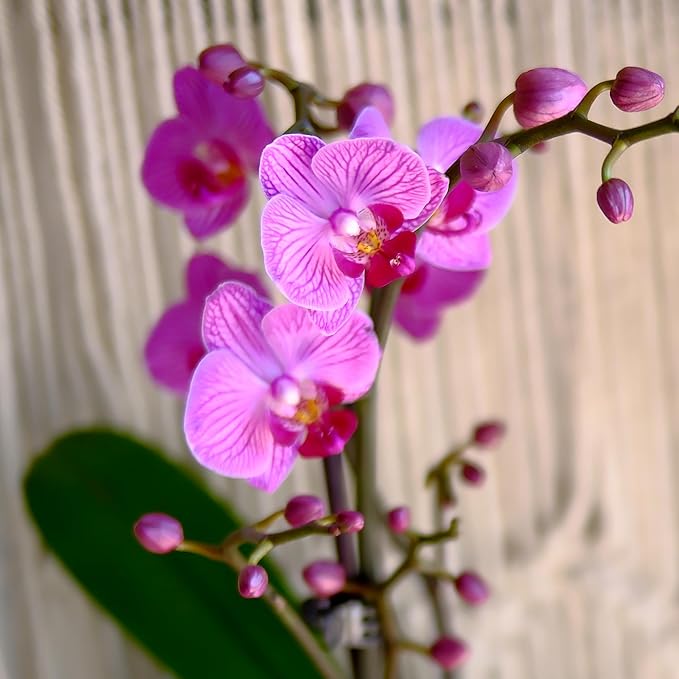 Premium Purple Live Orchid Plant Blooming in 3.5" Blue & White Orchid Pot, Live Plants, Houseplant Gifts, Approx. 16" Tall, Pet Friendly Houseplants, Phalaenopsis Moth Flower by Plants for Pets