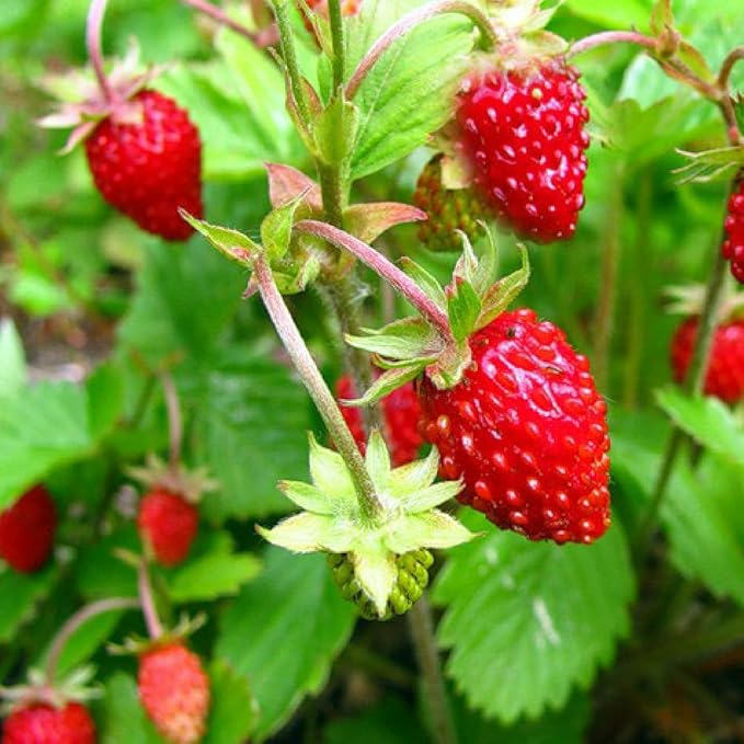 Seeds Alpine Strawberry Alexandria/Everbearing/All Year Round/Non GMO/Heirloom