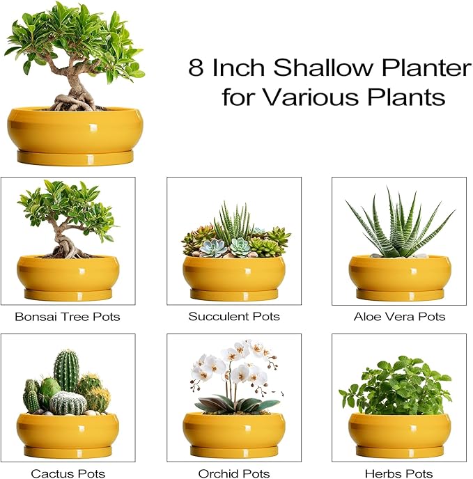 EPFamily Bonsai Pots - 8 Inch Ceramic Succulent Planter for Indoor Outdoor, Shallow Planters with Drainage Hole and Saucer, Round Modern Planter Bowl, Window Decor, Gifts for Plant Lovers, Yellow
