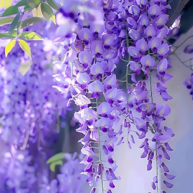 2 American Purple Wisteria Live Plant 6–12 Inch Tall | Hardy, Fragrant Purple Flower Clusters | Easy-Care Climbing Vine for Landscapes, Fences & Outdoor Garden Décor