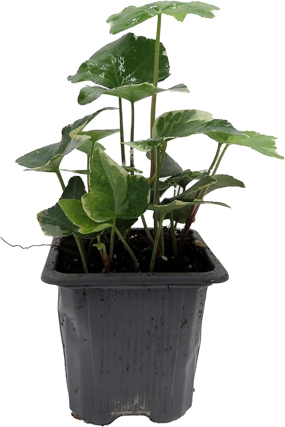 Glacier English Ivy - Hedera - 2.5" Pot Indoors