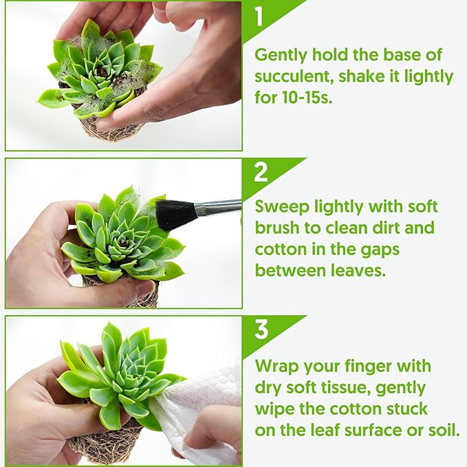 Sprout N Green Echeveria Firefly, Live Rare Succulent Potted 2" Planter, Real House Plant for Party Favors Home Indoor Outdoor Garden Wedding Decoration DIY Projects