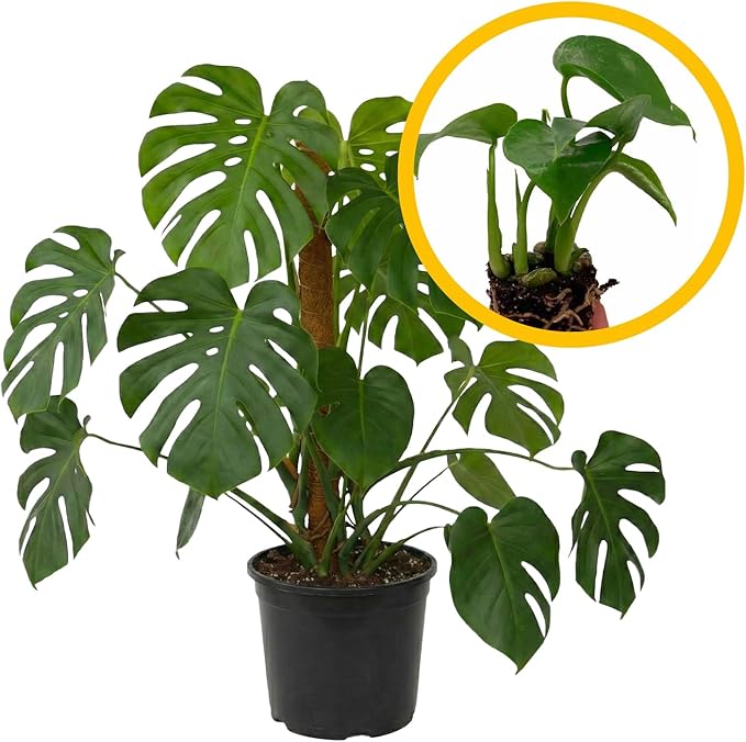 ragnaroc Monstera Deliciosa 2-4" 2ct – Live Plant for Indoor Outdoor Use, Garden & Landscaping – Live Arrival Guaranteed