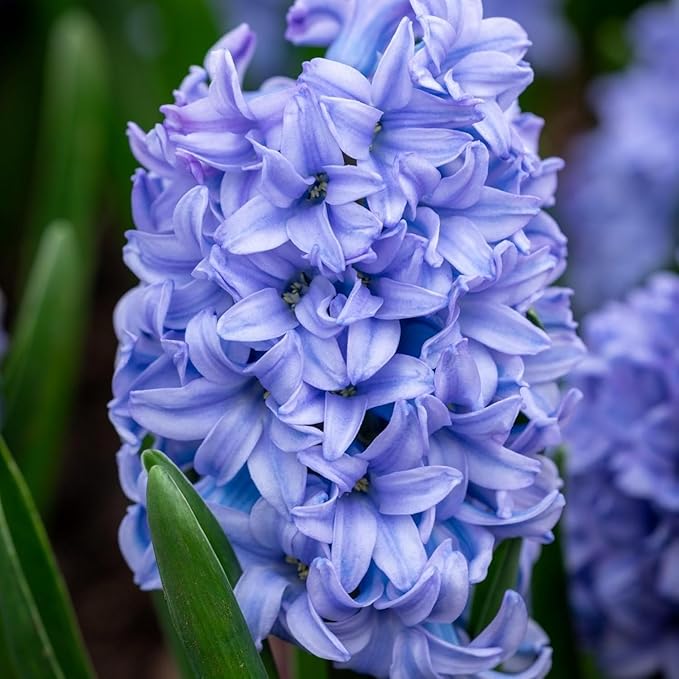 Delft Blue Hyacinth Bulbs - Perennial Hyacinthus Orientalis 'Delft Blue' | Fragrant Hyacinth Flowers, Long Lasting Beauty - Easy to Grow (3 Pack)