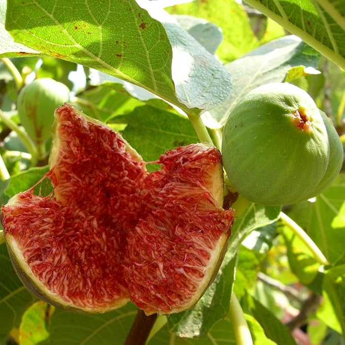 Chicago Hardy Fig Plant (4 Pack) | Live Fruit Plant for Planting | Cold-Hardy & High-Yielding Tree | Grow Your Own Sweet & Juicy Figs at Home | Perfect for Fresh Eating, Drying & Organic Gardening
