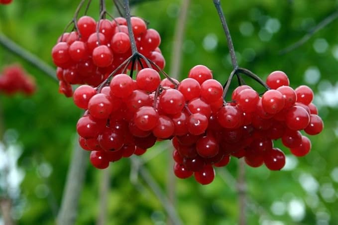 6-10" Tall Highbush Cranberry Plant, Viburnum opulus, Kalina, 1-2 Year Old