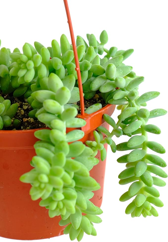Shop Succulents Burro's Tail Hanging Succulent, Sedum morganianum, Fully Rooted Live 6" Succulent Plant with Hanger, Low Maintenance Indoor Plant, Trailing Succulents, Gift & Garden