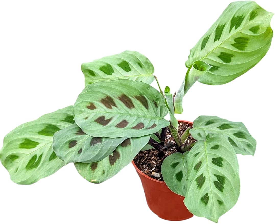 Live Green Prayer Plant in 4 Inch Pot, Indoor Houseplant