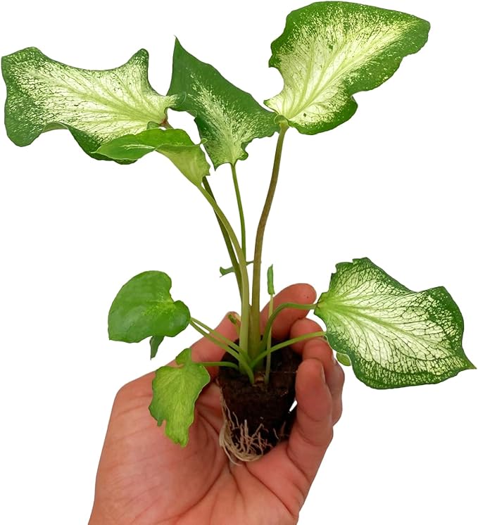 ragnaroc Caladium ‘White Butterfly’ 2-4" (Caladium Bicolor) 1ct – Live Plant for Indoor Outdoor Use, Garden & Landscaping – Live Arrival Guaranteed