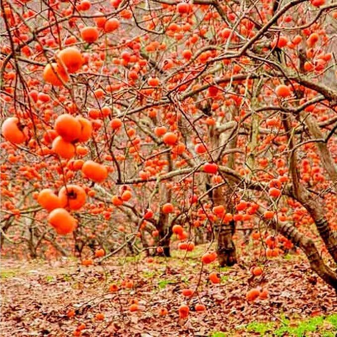 30+ Organic Fuyu Persimmon Seeds for Planting Outdoors,Diospyros Seeds Non-GMO Heirloom,Cold Hardy Fruit Tree Seed High Germination for Home Outdoor Garden