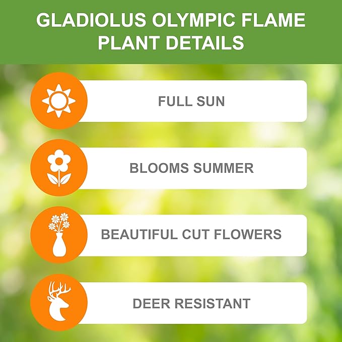 Garden State Bulb Olympic Flame Orange Gladiolus Flower Bulbs, 12/14cm, Spring Planting (Bag of 30)