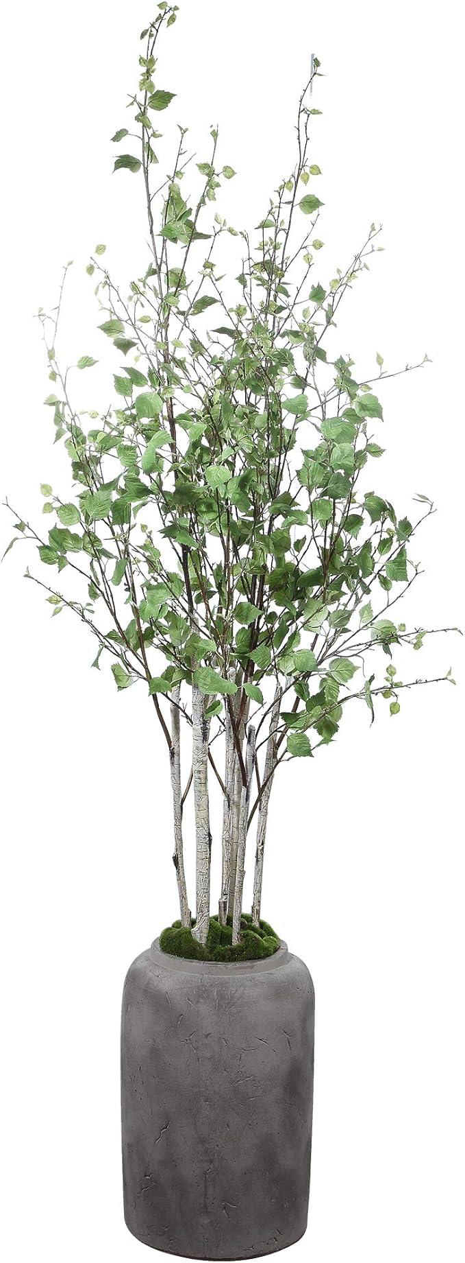 MY SWANKY HOME River Birch Tree Branches Potted Concrete Planter Minimalist Floor Indoor Gray 77.5" H