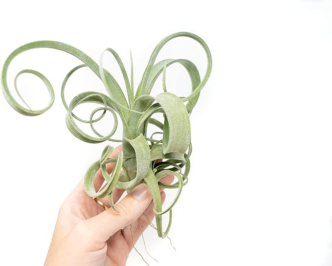 Air Plant Shop Tillandsia Curly Slim (T. Intermedia x T. Streptophylla) Air Plant - Succulents - Live Tillandsia - Easy Care Indoor and Outdoor House Plants (Pack of 1)