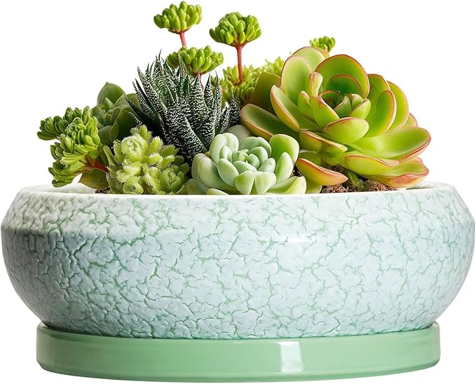EPFamily Succulent Pot 6 Inch - Ceramic Bonsai Pots Indoor Outdoor, Shallow Plant Pots with Drainage Hole and Saucer, Small Bonsai Planter, Round Bowl Planter, Desk Decor, Housewarming Gifts, Green