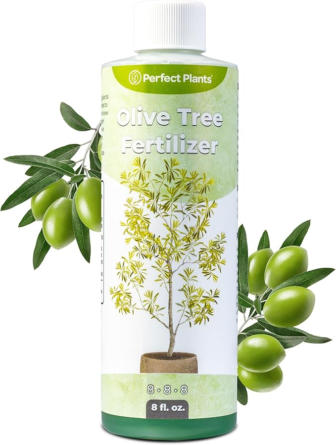 Liquid Olive Tree Fertilizer by Perfect Plants | Olive Plant Food for Real Indoor Trees or Outdoor Growing | High Level Nutrient Content to Boost Flowering & Fruit Production