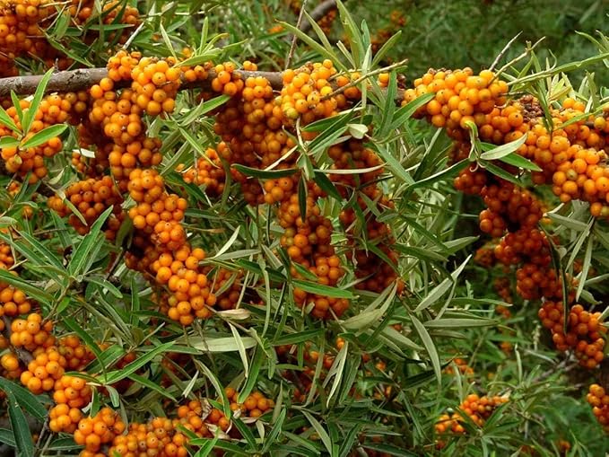 Seaberry Tree Plant, Sea Buckthorn Tree, 1-2 Ft Male or Female tress (This Plant Need a Male Tree for pollination) (Male)
