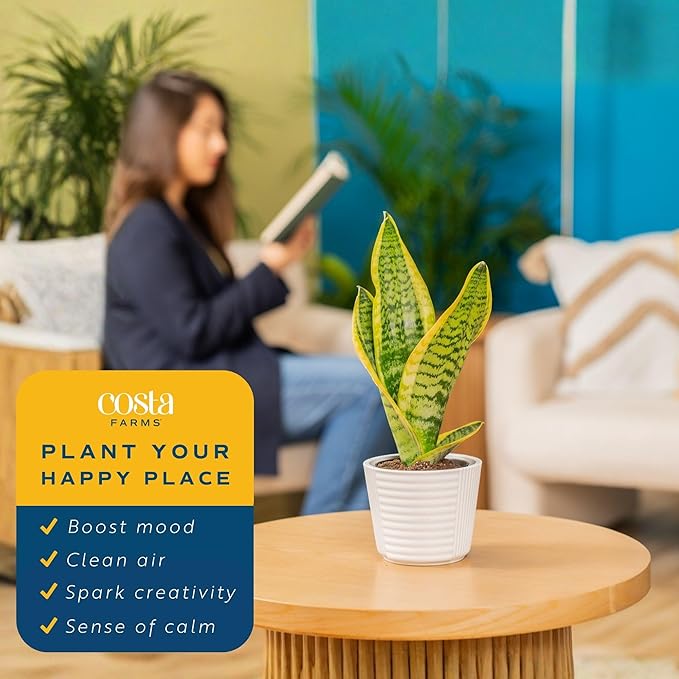 Costa Farms Snake Plant, Live Plant in Decorative Pot, Easy to Maintain, Small Air Purifying Succulent Indoor Houseplant, Assorted Variety, Perfect for Home, Room, or Office Décor, 8-12 Inches Tall