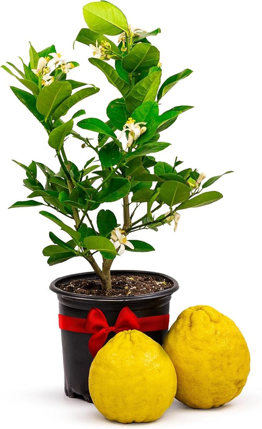 Ponderosa Lemon Patio Fruit Trees Live Plants 13" - 22" Tall Dwarf Fruit Trees Live Plants Outdoor, Small Lemon Tree Cannot Ship: CA,AZ,TX,LA - Real Indoor Tree, Citrus Pot for Planting by Via Citrus