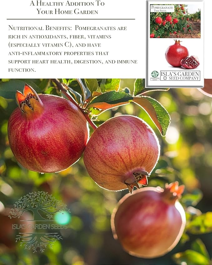 Pomegranate Tree Seeds (Punica granatum) – 30+ Non-GMO Fruit Tree Seeds for Planting, Beautiful Ornamental Tree with Sweet Edible Fruit, by Isla’s Garden Seeds, Gift Idea