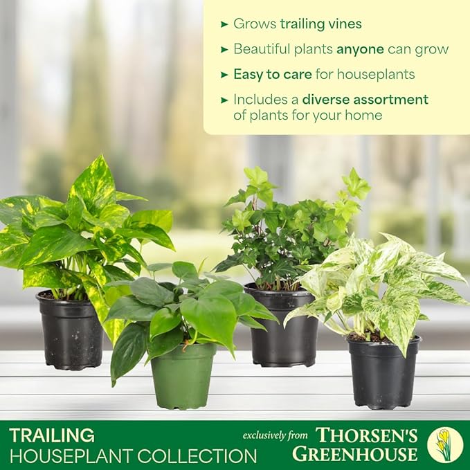 Thorsen's Greenhouse Live Trailing Houseplants (4 Pack), Vining Growth, Easy to Grow Indoor Plants, Grower's Choice Bundle, 4-inch Diameter Established Plants (Nursery Pot (4-Pack))