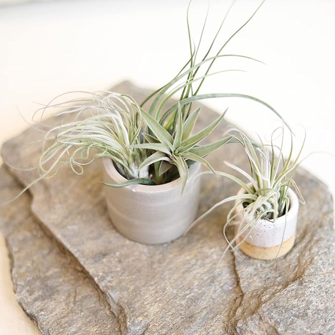 Air Plant Low Light House Plants Box (8PK) Tillandsia Air Plants Live Houseplants Live Indoor Plants Live Succulents Plants Live Terrarium Plants Live, Air Plant Holder Airplant Kit by Plants for Pets