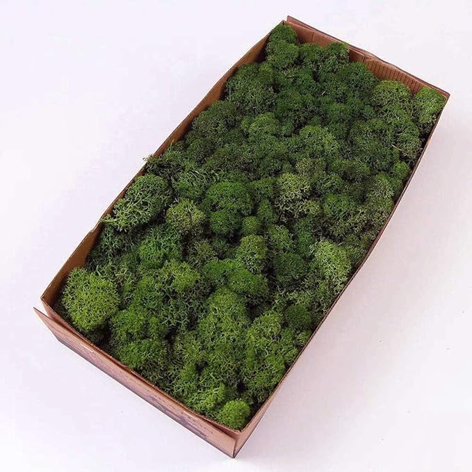 prefleur Preserved Reindeer Moss Natural Green DIY Kit Gardenning Art Wall Decor Florist Decor Easter Table Decor Wedding