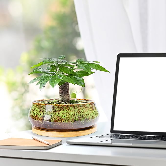 ARTKETTY Succulent Pots - 8 Inch Plant Pot, Large Bonsai Pots with Drainage Tray, Ceramic Planters for Indoor Outdoor Plants, Round Shallow Cactus Flower Plant Container Bowl Decorative Home Garden