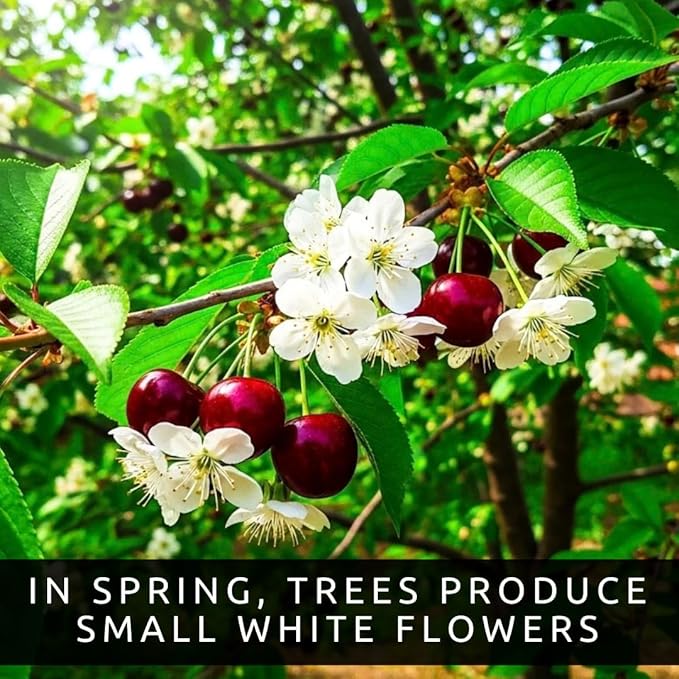 Black Cherry Fruit Tree Live Plant Seedling - Prunus serotina, Great for Home and Garden Yards Planting - No Ship to California - Native Edible Cherry Shade Tree