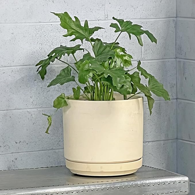 PLANTATOREM Ceramic 14 Inch Mid Modern Planter Pot with Drainage Hole and Saucer, Indoor Cylinder Round Flower Pot, Perfect for Planting Succulents, Herbs, Flowers, House Plants, Ivory Clay