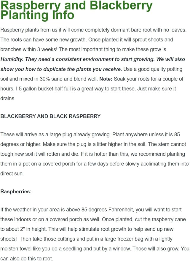 3 Caroline Red -Raspberry Plants (Pack of 3 Bare Root) -Delicious-Organic Grown