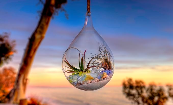 SuperMoss (90422) Beach Terrarium DIY Kit – Create Stunning Nature-Inspired Mini Gardens – Perfect for Home Decor, Office Gifts, and Plant Lovers, Appx 4 Oz