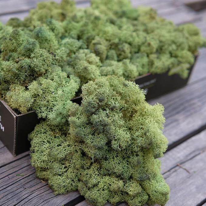 prefleur Preserved Reindeer Moss Natural Green DIY Kit Gardenning Art Wall Decor Florist Decor Easter Table Decor Wedding