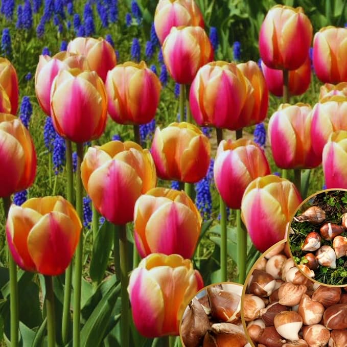 10 Tulip Bulbs for Fall Planting Bulk, Tulip Bulb, Perennial Flower Bulbs for Garden Growing, Tulip Bulbs Bulk (Mix)