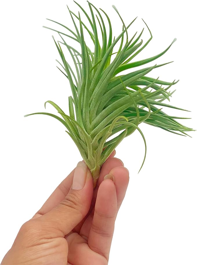 ragnaroc Air Plants - Flowering Tillandsia Pink Paske Large 5" - 3ct - Live Arrival Guaranteed - House Plants for Home Decor & Gift